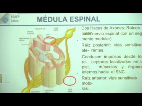 Vídeo: Monitoreo Del Estado De Coagulación De Pacientes Con Trauma Con Dispositivos Viscoelásticos