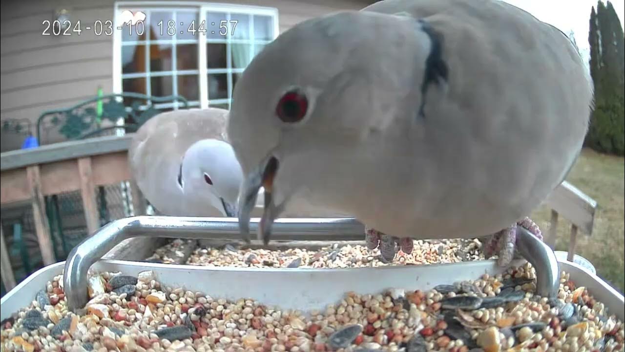 Polite Collared Doves Eating Together YouTube