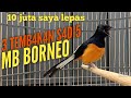 Tembkn Sdi Murai Borneo Prestasi Kenari Cililin Tengkek Buto Mp3 - Mp4 Download