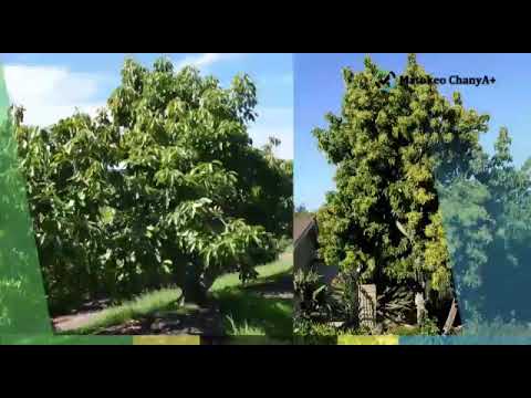 Maajabu Ya Parachichi