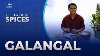 Land Of Spices: Galangal