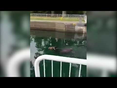 Moose swims through Sault Ste. Marie Canal from Lake Superior to Lake Huron