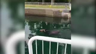 Moose swims through Sault Ste. Marie Canal from Lake Superior to Lake Huron