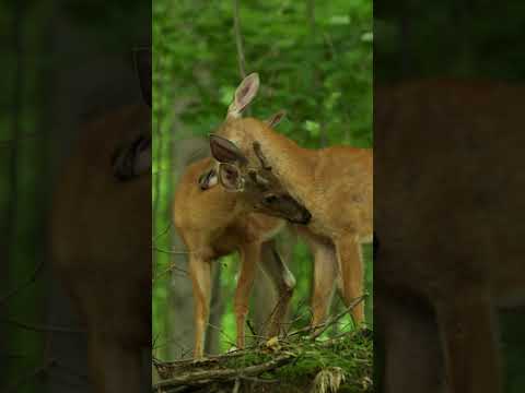 Mutual Preening - White-tailed Deer (Odocoileus virginianus)