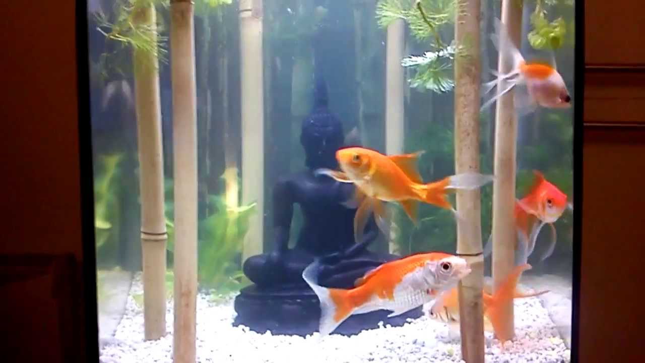 My Buddha Zen aquarium YouTube