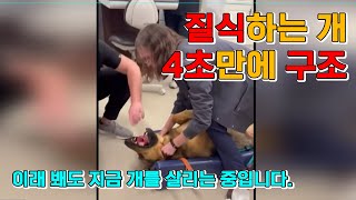 고무공이 목에 걸린 개를 4초만에 살린 수의사