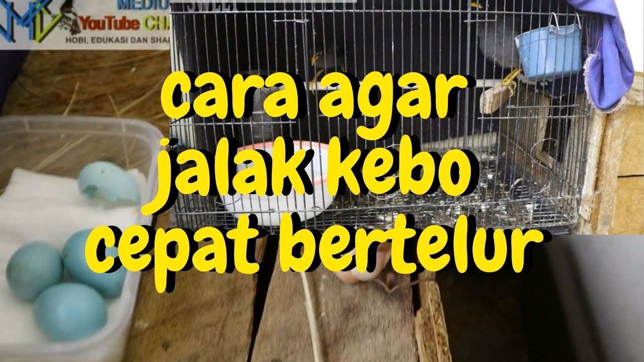 CARA AGAR JALAK KEBO CEPAT BERTELUR
