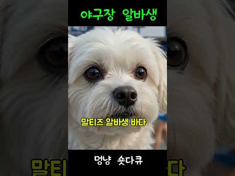 야구장에 나타난 말티즈 알바생  #야구장알바 #말티즈 #강아지 #야구장 #반려견 #귀여운강아지 thumbnail