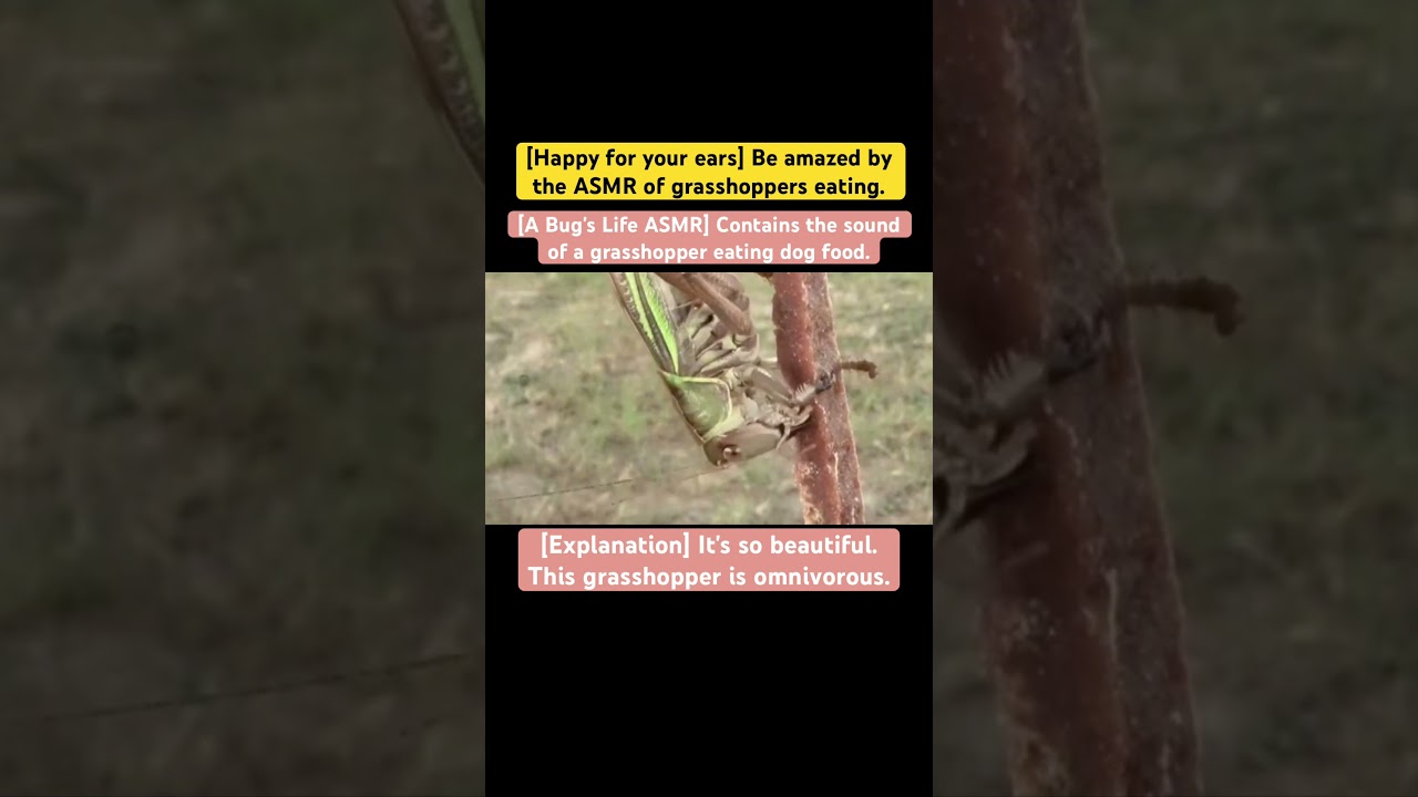 [A Bug's Life ASMR] Contains the sound of a grasshopper eating dog food. 