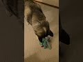shake Ollie shake -dec 2024
