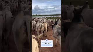 Mudar os bruto de pasto 😱😳😎 #gado #fazenda #agro #shorts ￼
