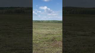 Красивое поле в с. Никольское, Пензенская область (27.07.2025)