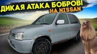 ДИКАЯ АТАКА БОБРОВ на Ниссан!