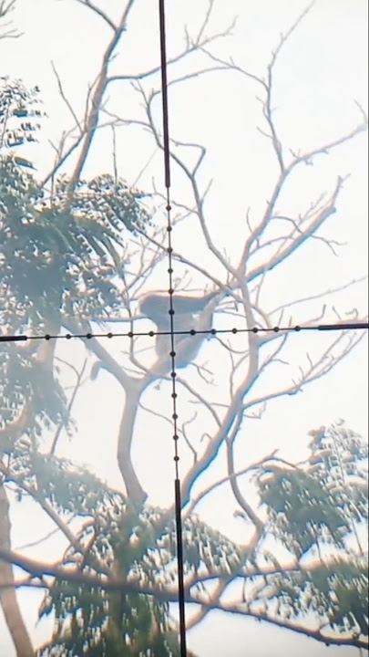 tembak monyet hunting sniper