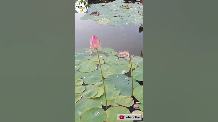 Lotus Pond... Pink & White Lotus... #lotus #lotuspond #whitelotus #lotusplant #lotusflower #shorts - DayDayNews