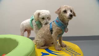 Port Washington shelter rescues 100 dogs that need homes