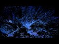free , Trees, sky, stars, night Hd 4k