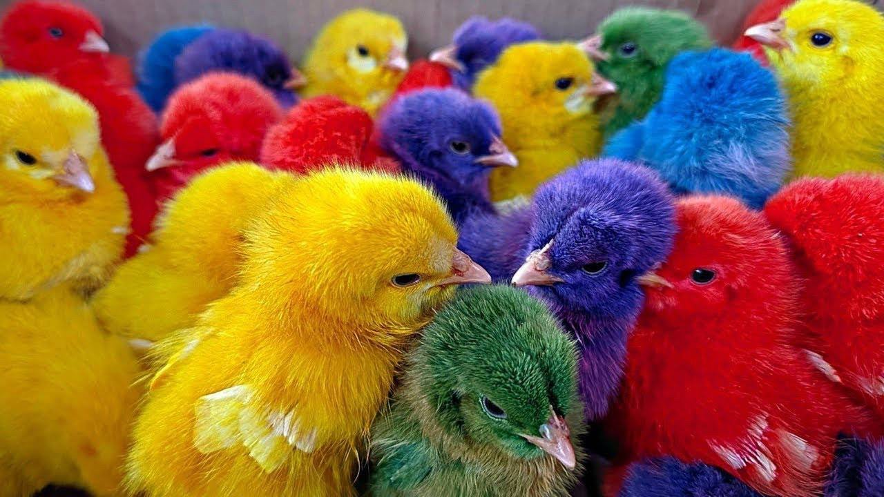 Colorful chick 🐥 and rainbow chickens. Catching ducks and chicks. - YouTube