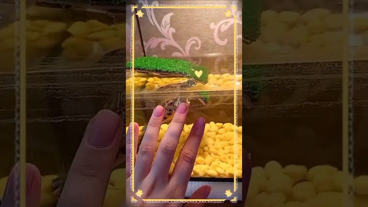 Моя любимая черепашка Бусинка, вот такой крошкой она была год назад💛🐢#черепашка #красноухаячерепаха