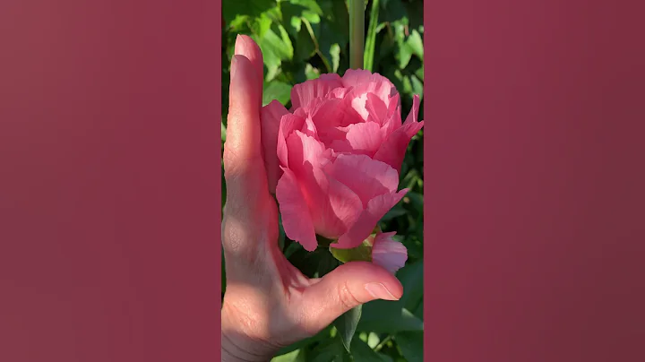 Paeonia 'Cameo Lullaby' (Roy G. Klehm,2000)