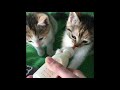 Kittens drinking milk from bottle they cant stop so cute 