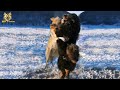 Tibetan mastiff vs wolf  wolf  vs dog