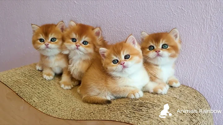 Video 3757911: british golden chinchilla kittens, color british, cute kitten