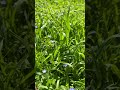 #greenscreen #flowers