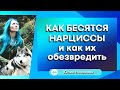 Как бесятся нарциссы и как их обезвредить #нарцисс