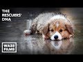 WET PUPPY RESCUED FROM HOUSTON FLOOD! The Rescuers DNA - Hope For Dogs | My DoDo