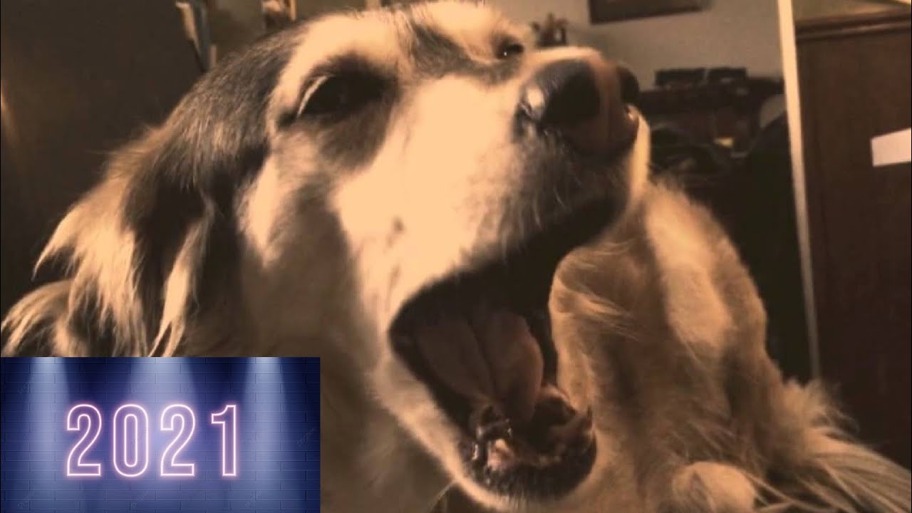 Dog autotune (remix) YouTube