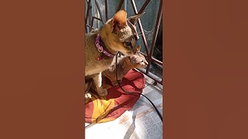 Thumbnail of #pop #music #song #cat #cover #catlover #funny