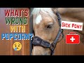 WHAT IS WRONG WITH POPCORN?! SICK PONY SEE'S THE VET :(