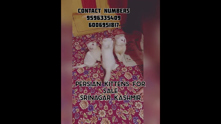 Watch the video about Persian kittens for sale srinagar kashmir. #persiancat #cutecat #kitten #cute