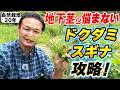 【自然栽培431】地下茎ドクダミ草、スギナ!解決