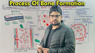 Steps of Bone Development: Intramembranous Ossification Part 1