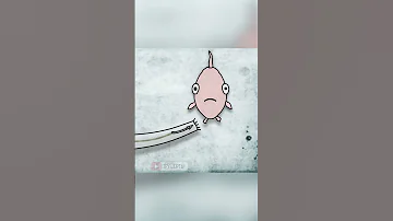 Как медлительная улитка охотится на проворных рыб. Улитка Конус