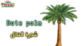 نطق كلمة Date palm شجرة النخل 🗣️ How to pronounce date palm 🗣️ #إزاي_تنطقها_صح 🗣️✔️