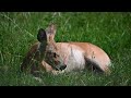 Water deer cudding