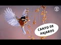 RELAJANTE CANTO DE PAJAROS 🙌 🐦