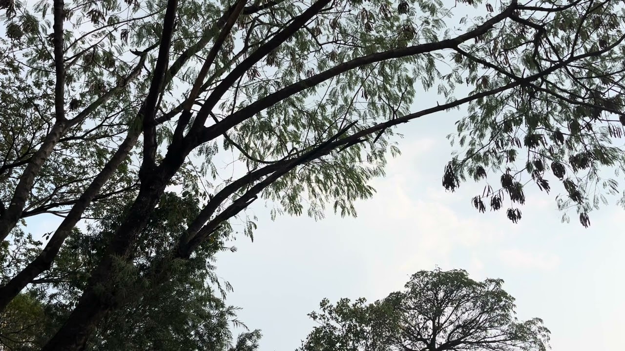 No music no voices just calm and peaceful birds chirping. 