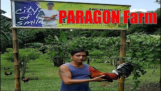 Lets Visit The Farm Of Paragon Farm