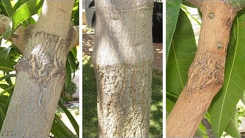 Mango Tree Grafted with Several Varieties (Multi Grafted)