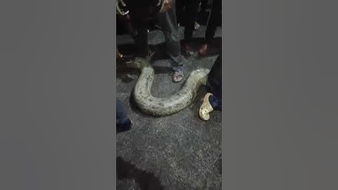 Real Anaconda Assam University Silchar part 1 #anaconda #realanimals #snakevideo #anacondachallenge