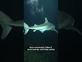 The Shark That Survives by Moving Slowly