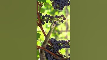 Snake vs Grapes 🍇 | Hyper-Realistic 4K Cinematic Bite Scene #SnakeVsGrapes #SnakeBite #HyperRealist