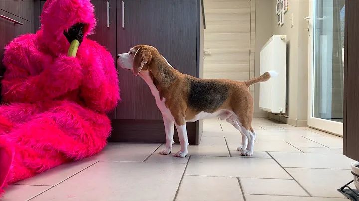 Puppies, Parties, and Pranks: The Funniest Beagle Compilation Yet!