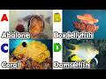 Toddler Learning - Learn Ocean Animals | Educational Videos for Kids | Learning Videos for Toddlers