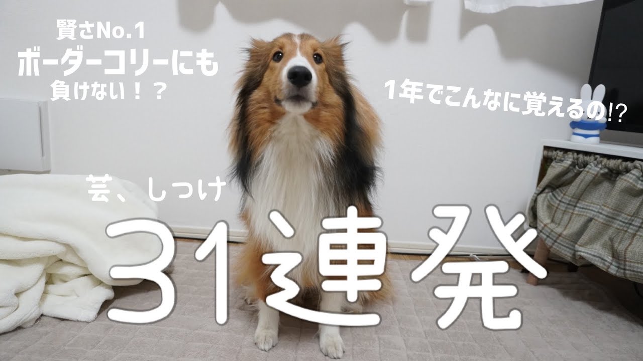 一歳までに覚えた３１種類の芸