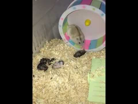 Video: Hamster Qiziga Qanday Nom Berish Mumkin